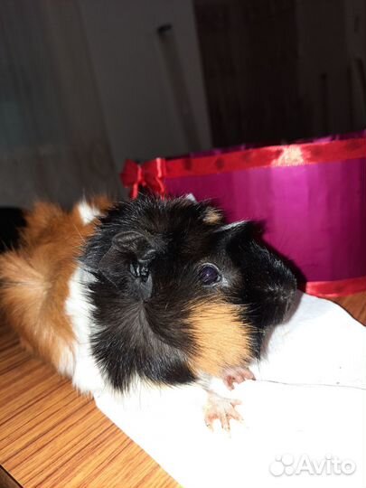 Морская свинка