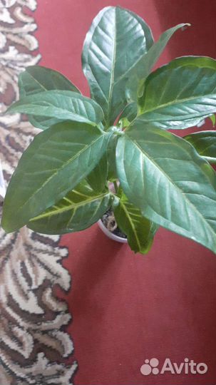 Комнатные растения