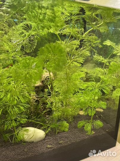 Водоросли для аквариума