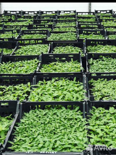 Рассада цветов, петуния