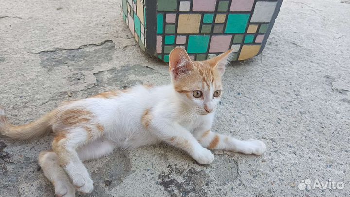 Кот в дар бесплатно