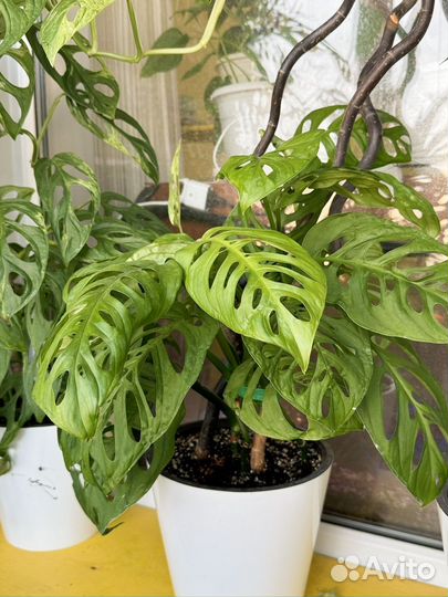 Монстера эскилето