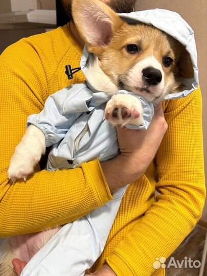 Корги для фотосессии и съемки в рекламе и кино