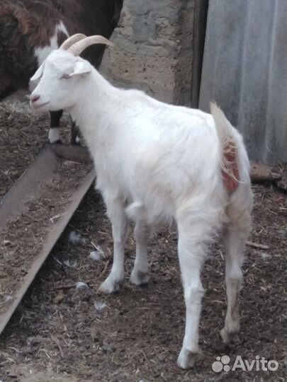 Продаются козы оптом