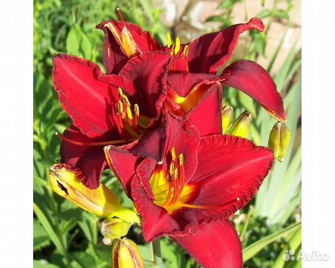 Лилейник Anzac