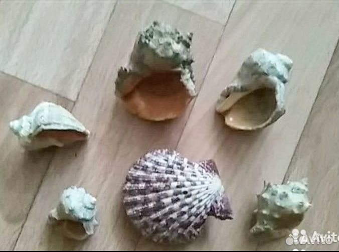 Морские ракушки