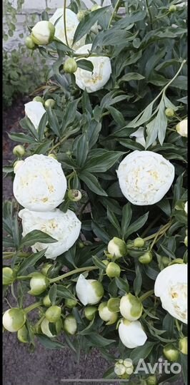 Белые пионы корень