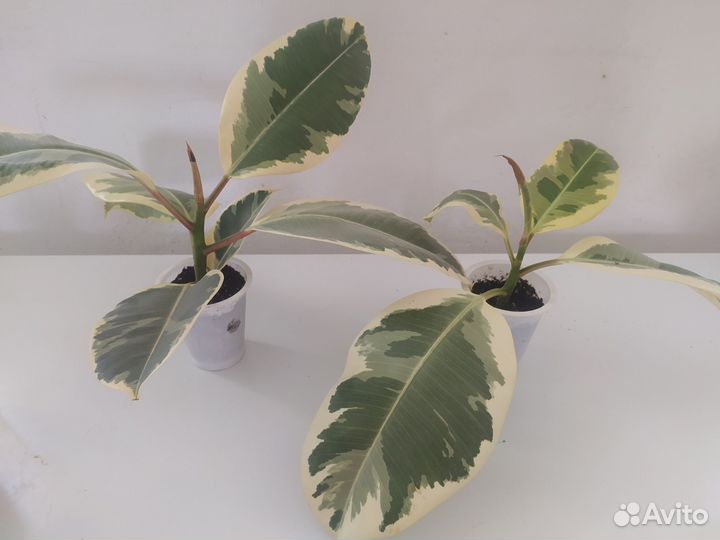 Фикус эластика тинеке