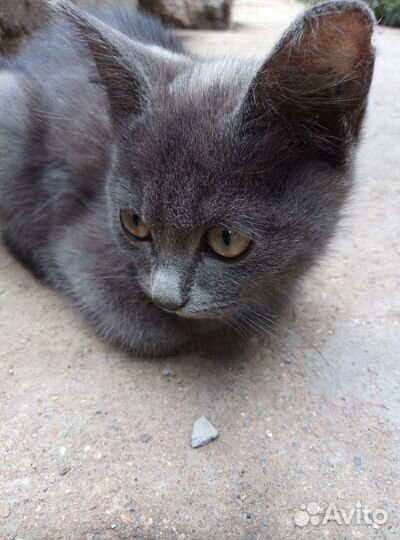 Отдам в добрые руки