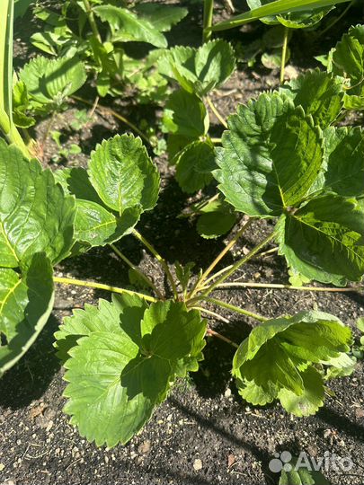 Клубника Азия