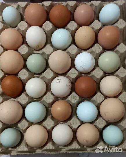 Инкубационное яйцо