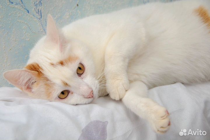 Классный кот