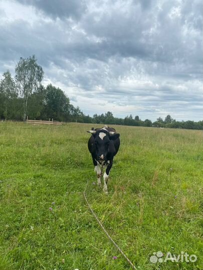 Корова дойная