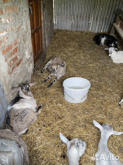 Козы дойные