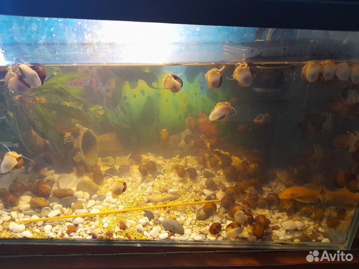 Аквариум с рыбками и все содержимое