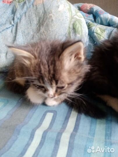 Кошки бесплатно