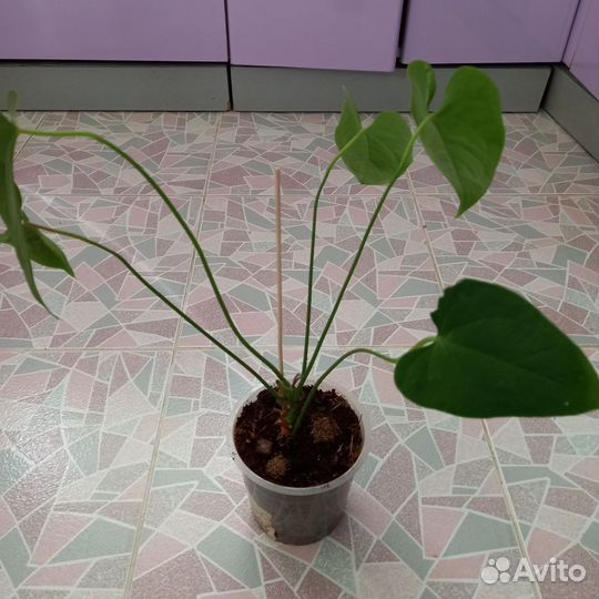 Антуриум спатифиллум гиппеаструм шлюмбергера