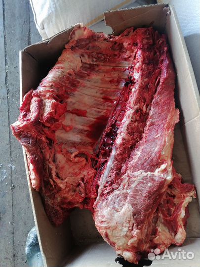 Продам поросят породы Кармал