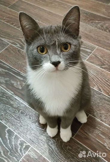 Отдаю котов бесплатно