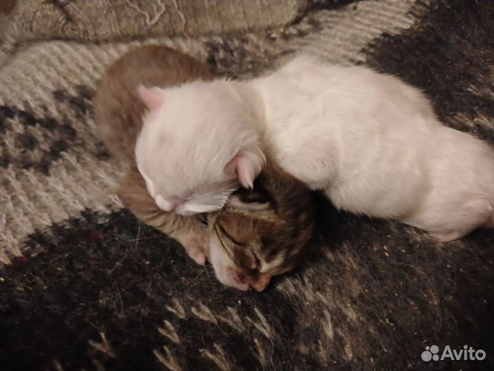 Котята в добрые руки