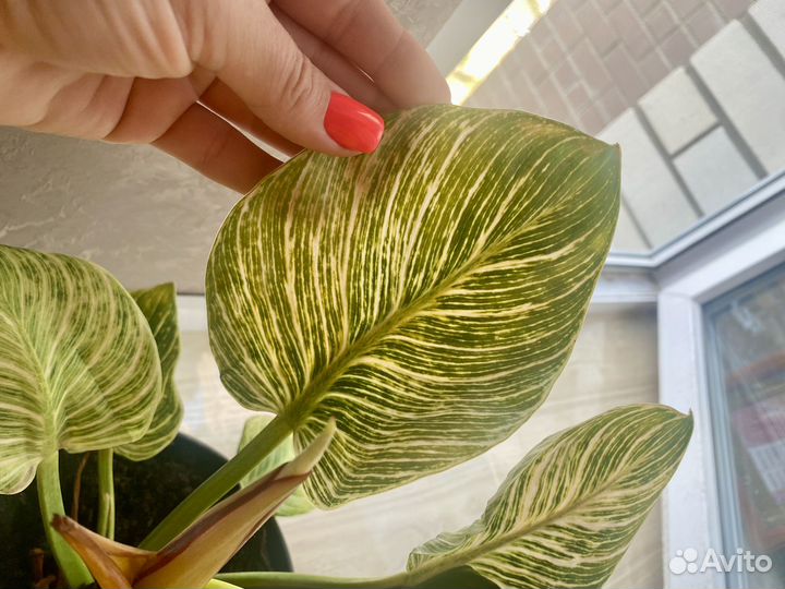 Филодендрон биркин