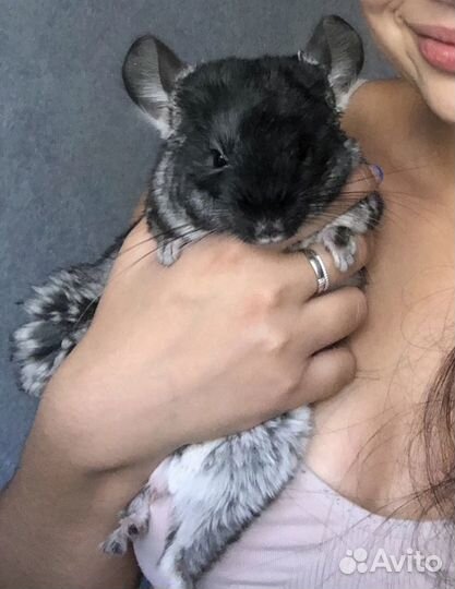 Серебристая шиншилла