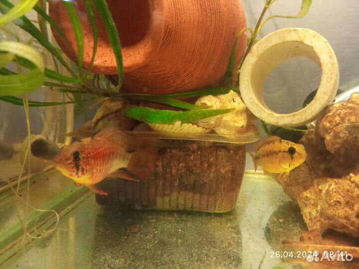 Апистограммы Виджета, ампулярии, корм