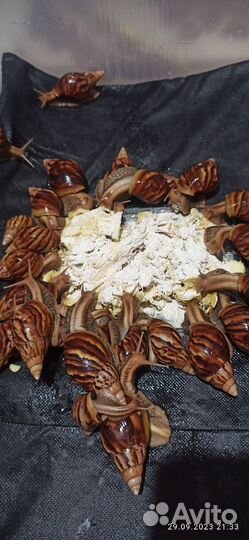Улитки ахатины бесплатно