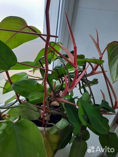 Филодендрон краснеющий