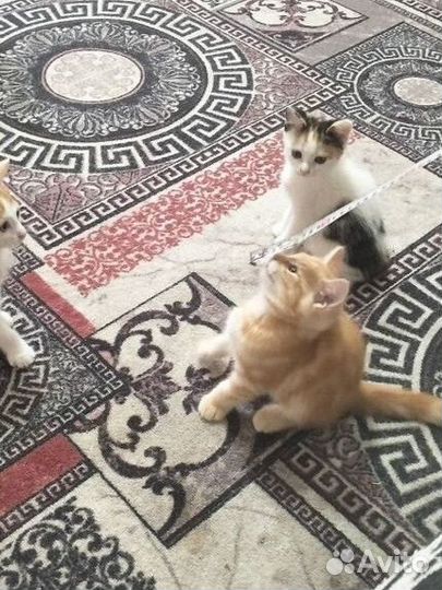 Денежные котята