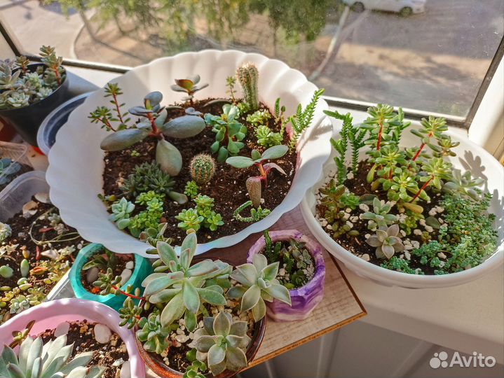 Растения суккулентов