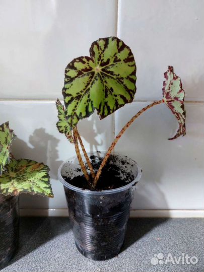 Бегония тигровая и бегония черный принц