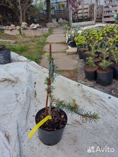 Picea pungens 'Glauca Pendula 25-30см