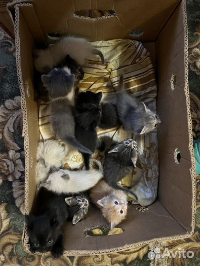 Котята в добрые руки даром