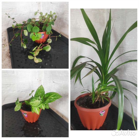 Кодиеум кротон фикус эписция цветы комнатные расте