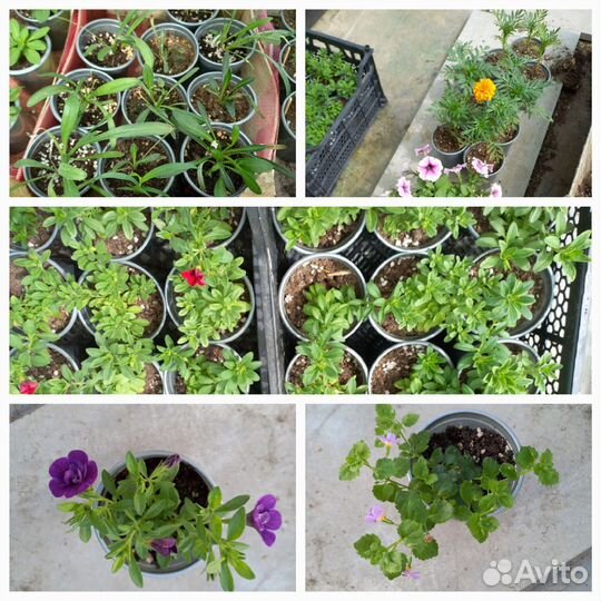 Петуния ампельная, газания, бакопа