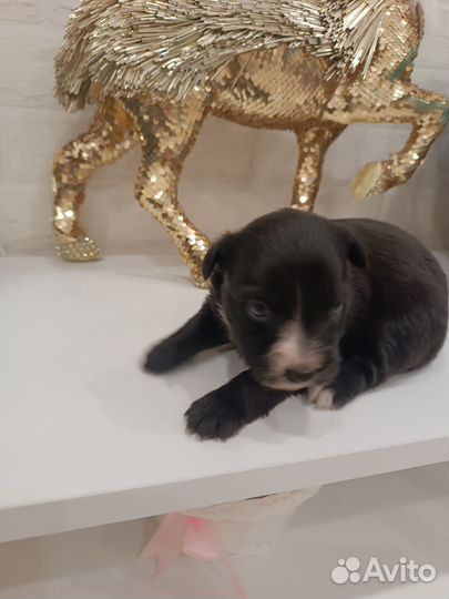 Отдам бесплатно щенки