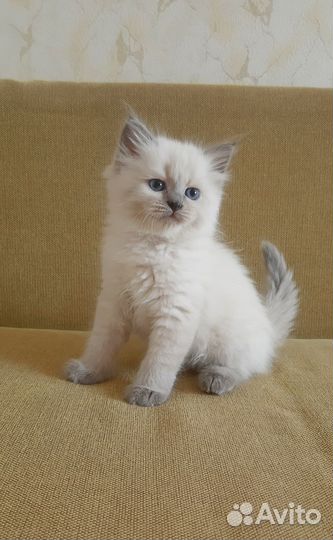 Невские маскарадные котята