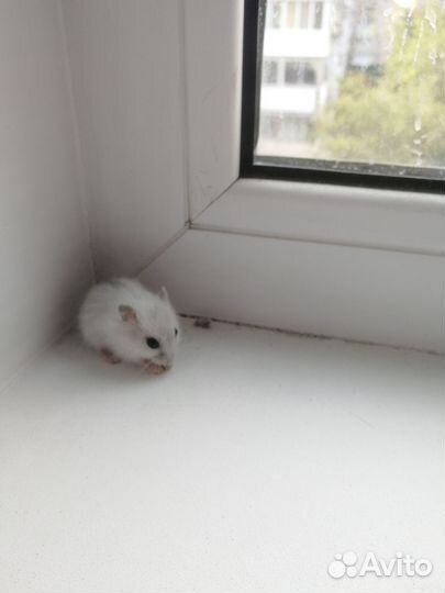 Джунгарские хомячки с клеткой