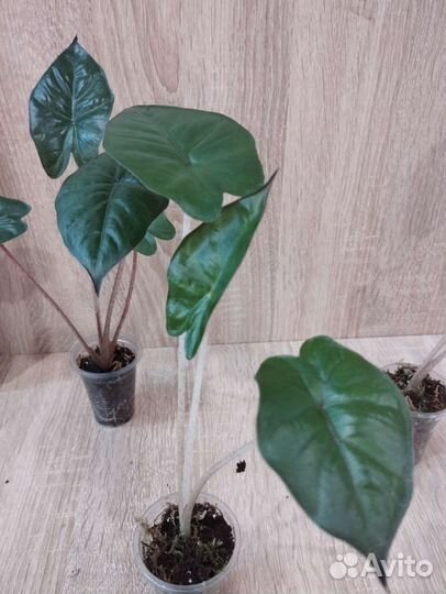 Алоказия Принцесса Юкатан