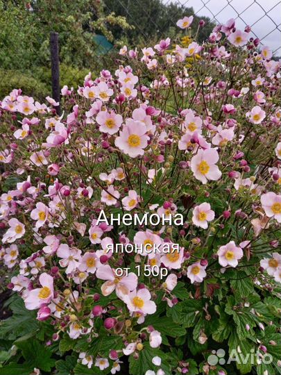 Многолетники садовые