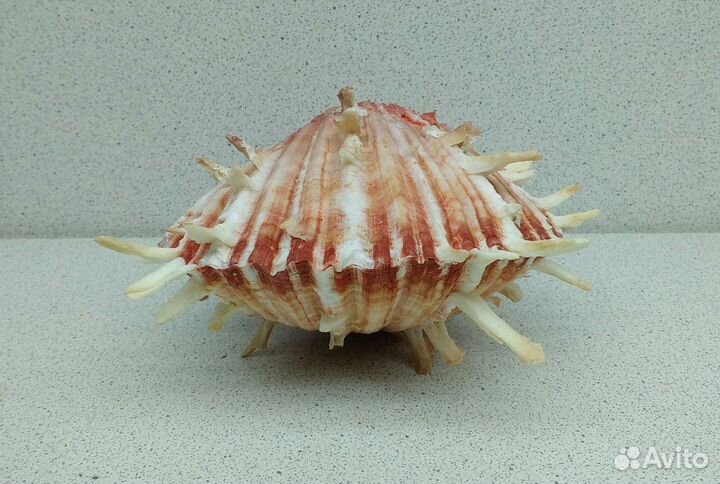 Спондилус 10*9 морская ракушка раковина