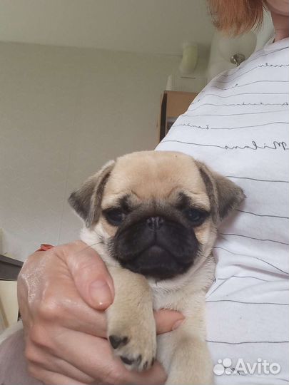 Щенки мопса мини