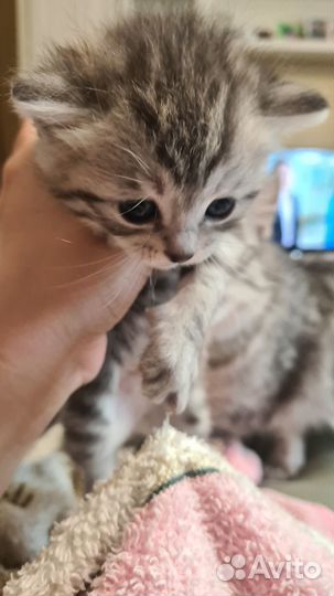 Котята в добрые