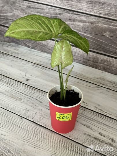 Монстера, сингониумы