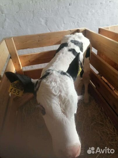 Бычки и быки