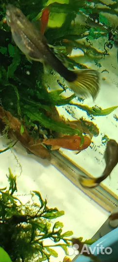 Суперреды.фото мое