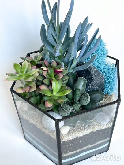 Флорариум суккуленты
