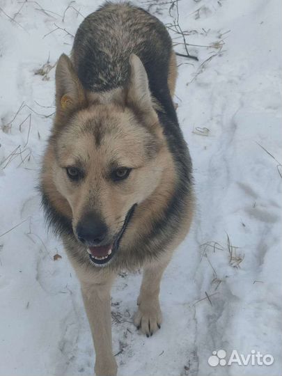 Собака в добрые руки