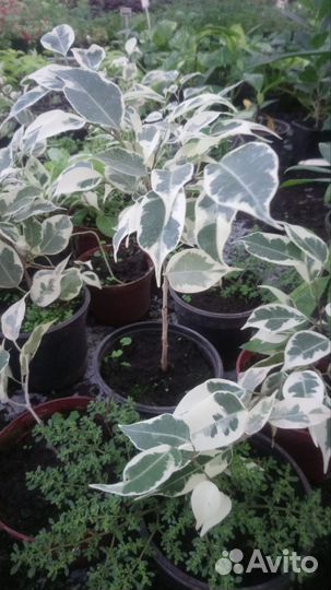 Саженцы Фикуса